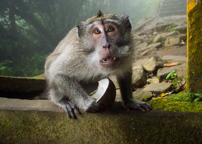 Macaque in balinese forest. 