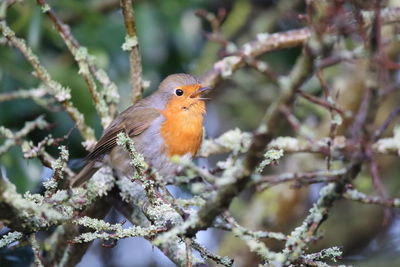 Close-up of a bird perching on branch