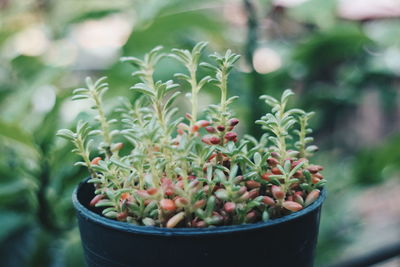 Close-up of potted plant