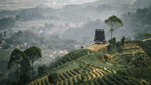 Scenic view of agricultural field
