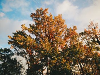 Low angle view of trees against cloudy sky