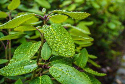 Close-up of water drops on plant