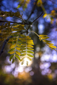 Close-up of yellow leaves on plant