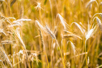 Close-up of wheat growing on field