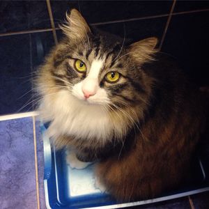 Close-up portrait of cat