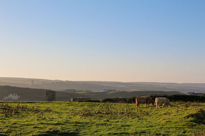 View of sheep grazing in field against sky