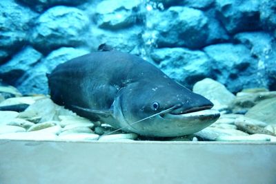 Fish swimming in sea