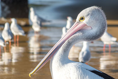 Close-up of pelican on lake