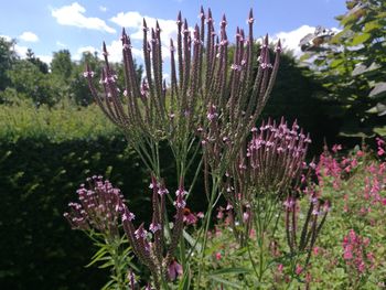 Close-up of pink flowers growing in park