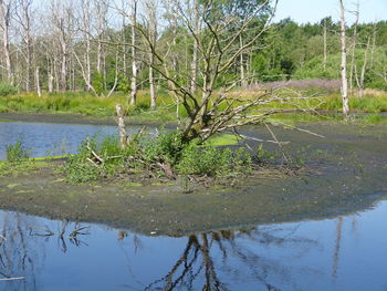 Scenic view of lake by trees in forest