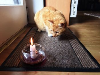 Close-up of ginger cat on table