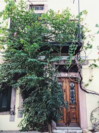 Low angle view of tree and building