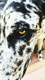 Close-up portrait of a dog