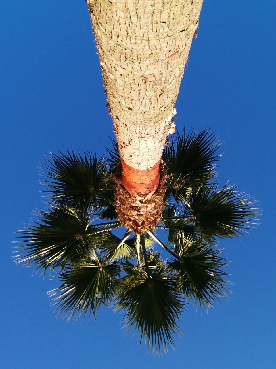 clear sky, blue, low angle view, copy space, tree, close-up, sunlight, no people, outdoors, day, sky, growth, nature, shadow, part of, palm tree, tree trunk, built structure, still life, architecture