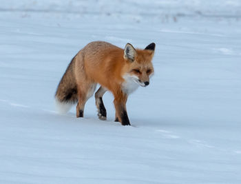 Full length of a dog on snow