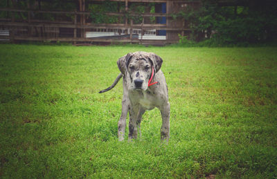 Portrait of a dog on field