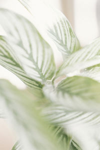 Close-up of white flower