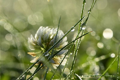 Close-up of wet plant