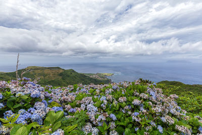 Purple flowering plants on land against sky