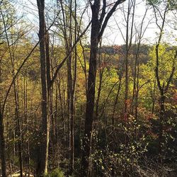 Bare trees in forest