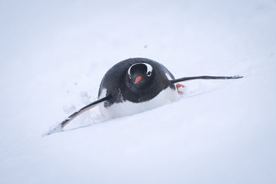 Gentoo penguin descends snowy slope on stomach