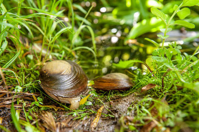 Close-up of mussel on land
