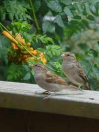 Birds perching on wood