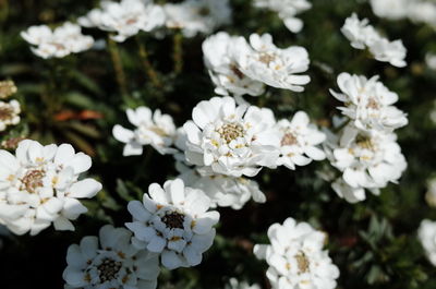Close-up of white flowers