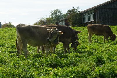 Cows grazing in a field