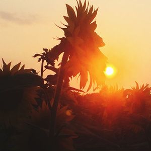 Close-up of plants against sky at sunset