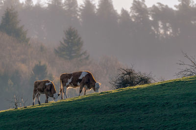 Horses grazing in a field