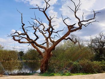 Bare tree by lake against sky