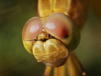 Close-up of fly