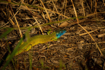 Lacerta bilineata