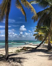 Palm trees on beach against sky