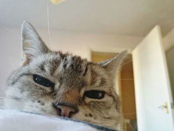 Close-up of a cat at home