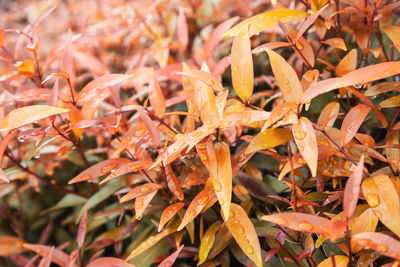 Full frame shot of autumnal leaves