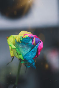 Close-up of a flower