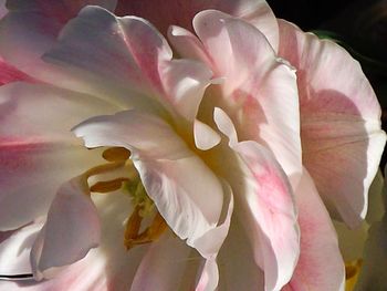 Close-up of pink flowers