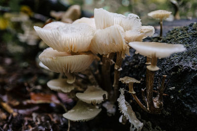 Close-up of mushrooms growing on field