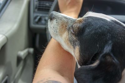 Dog by woman hand in car