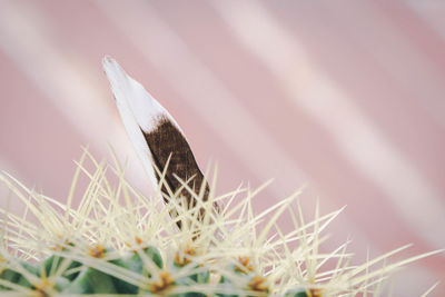 Close-up of bug on white flower
