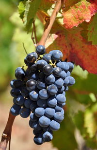 Close-up of grapes hanging on tree