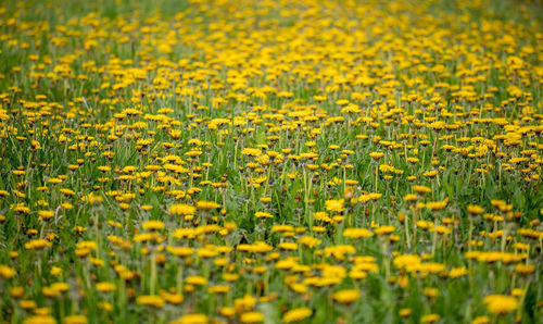 Close-up of yellow flowering plants on field