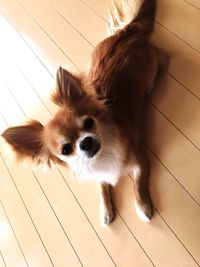 High angle portrait of dog sitting on hardwood floor