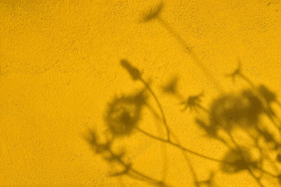 Shadow of grass on yellow concrete wall texture background