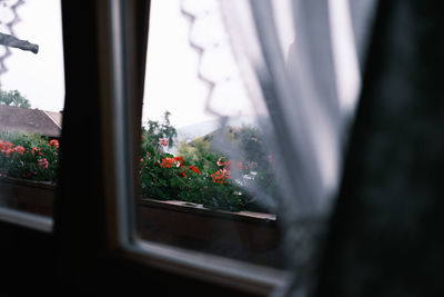 Close-up of potted plant by window