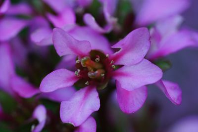 Close-up of pink flower blooming outdoors