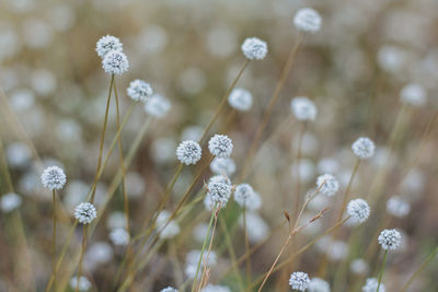 Close-up of white flowering plants on field