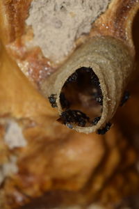 Close-up of bee on leaf